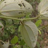 Ziziphus mauritiana Lam.